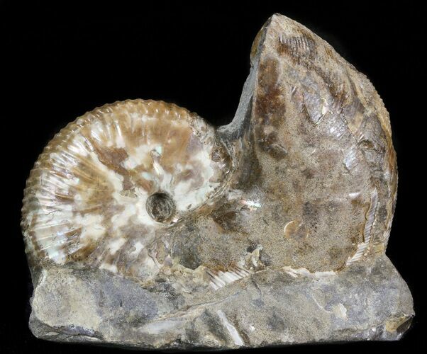 Displayable Hoploscaphites Ammonite - South Dakota #43925